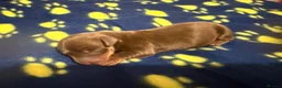 Miniature Dachshund dogs for sale: KC pure Miniature Dachshunds   - Advert 10