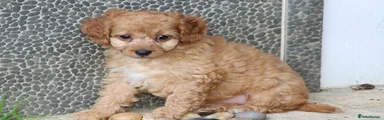Cockapoo 3