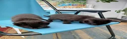Mixed Breed cats for sale: 6 cute kittens for sale - Advert 5