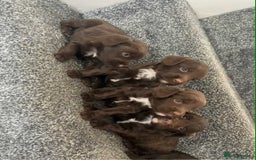 Cockapoo dogs for sale: Chocolate cockapoo puppies F1 - Image 1