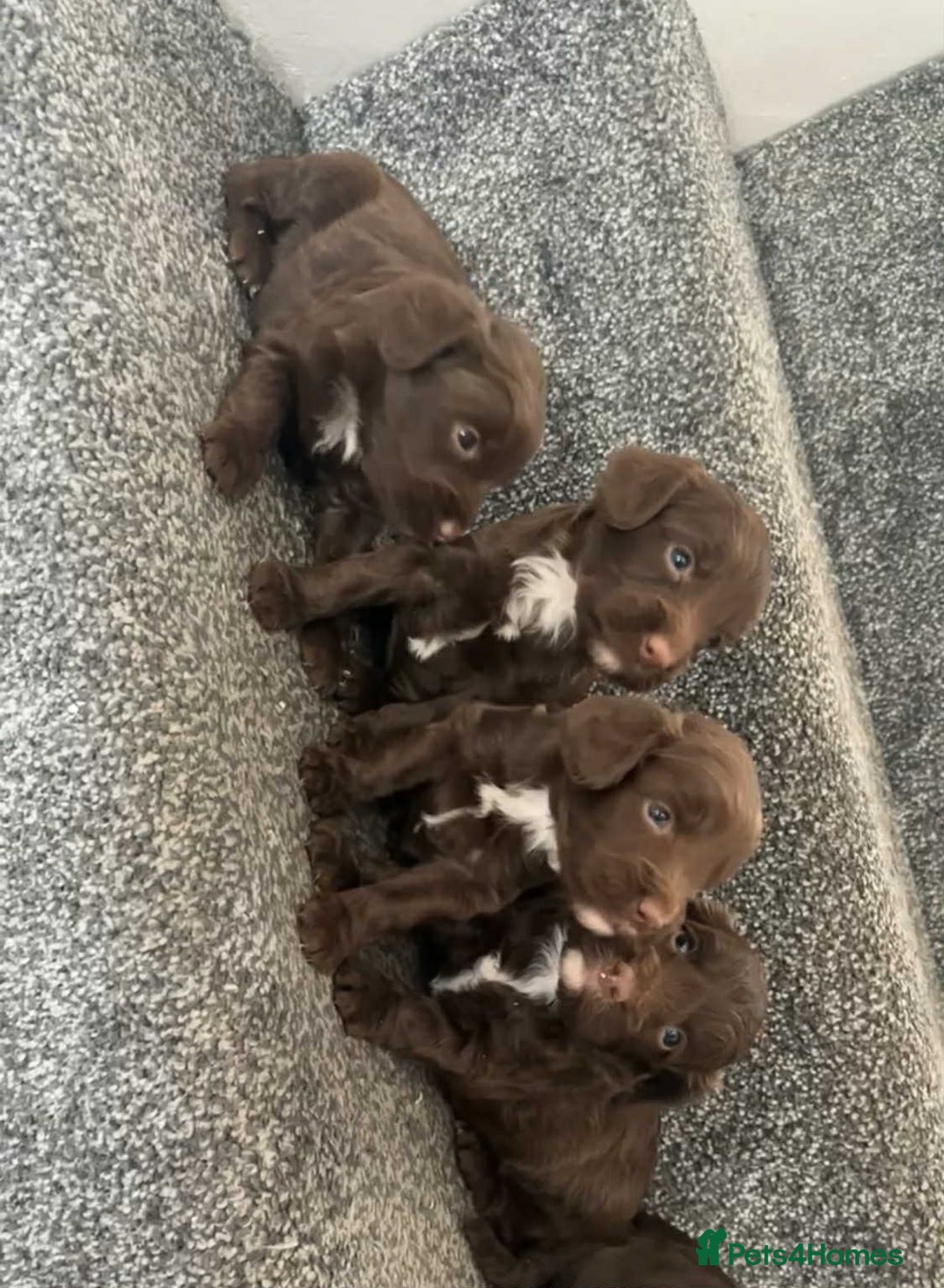Cockapoo dogs for sale: Chocolate cockapoo puppies F1 - Image 1