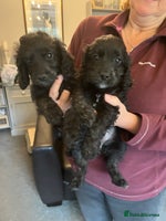 Cockapoo dogs - Advert 2