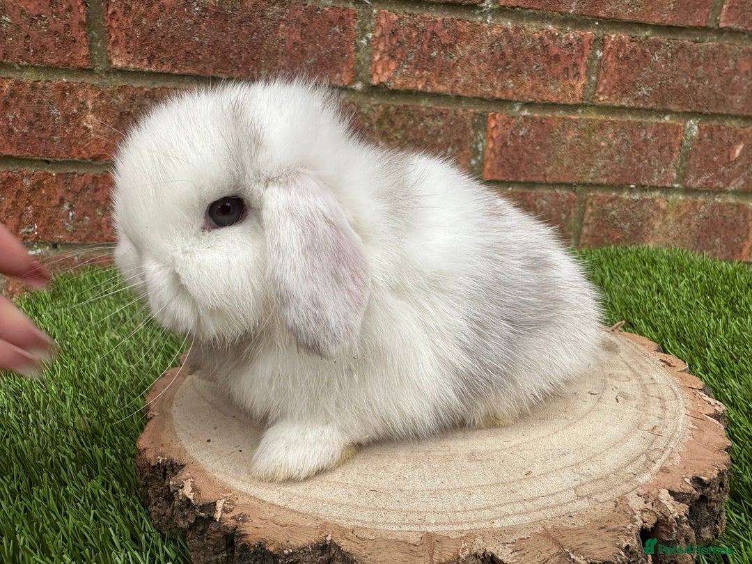 Mini Lop rabbits for sale: Stunning purebred mini lop ready to reserve  - Advert 13