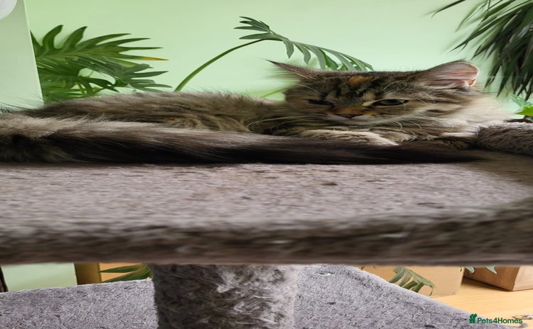 Siberian cats - Advert 3