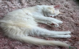 Ragdoll cats for sale: Adorable Ragdoll Kittens Ready Now - Image 9