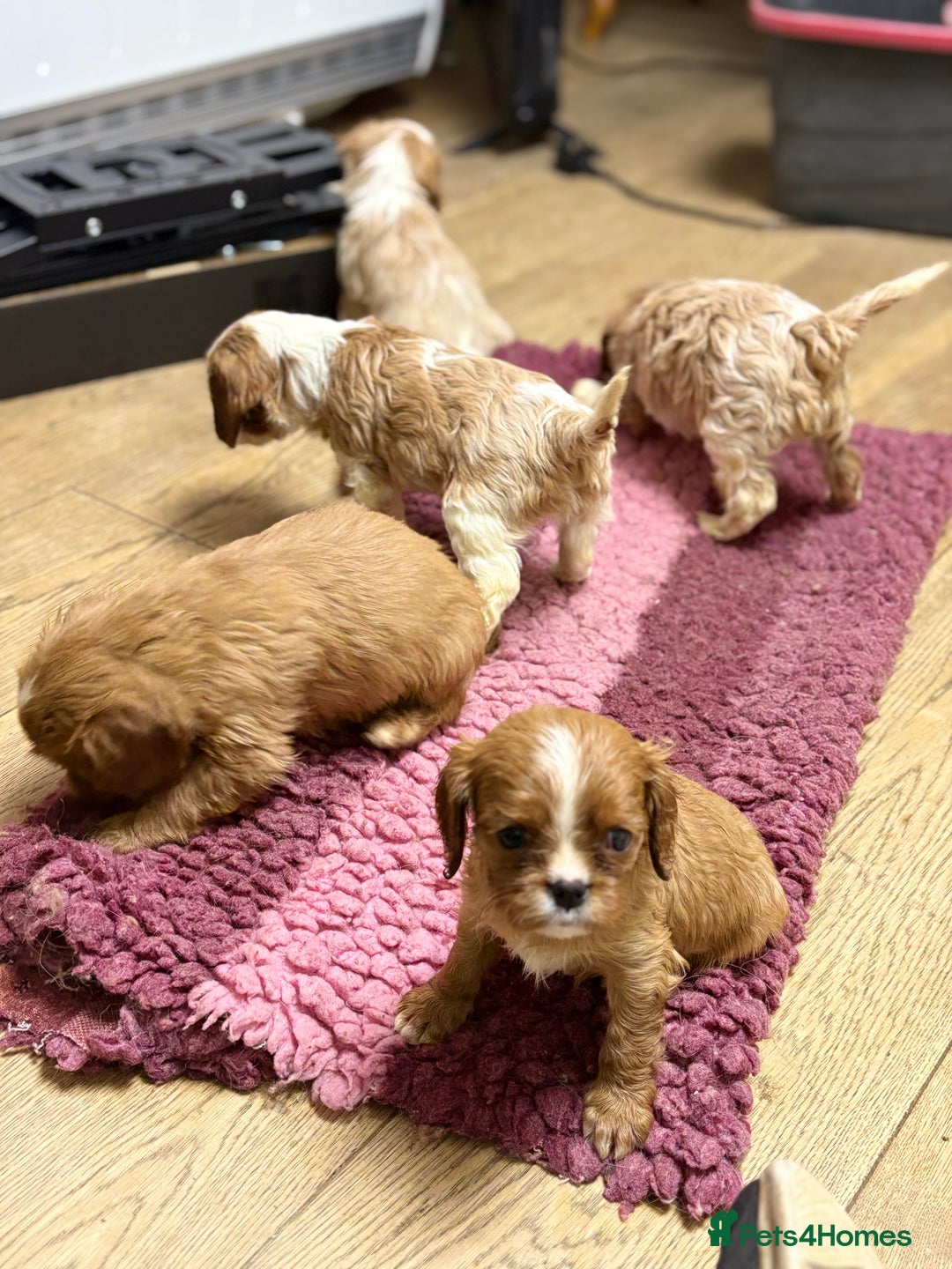 Cavalier King Charles Spaniel dogs for sale: Specialist Health Tested Cavalier King Charles  - Advert 22