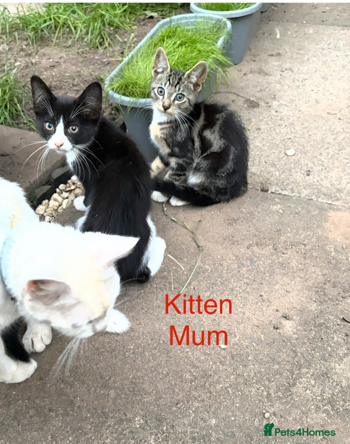 Mixed Breed cats Last kitten boy looking for a forever family  - Advert 1