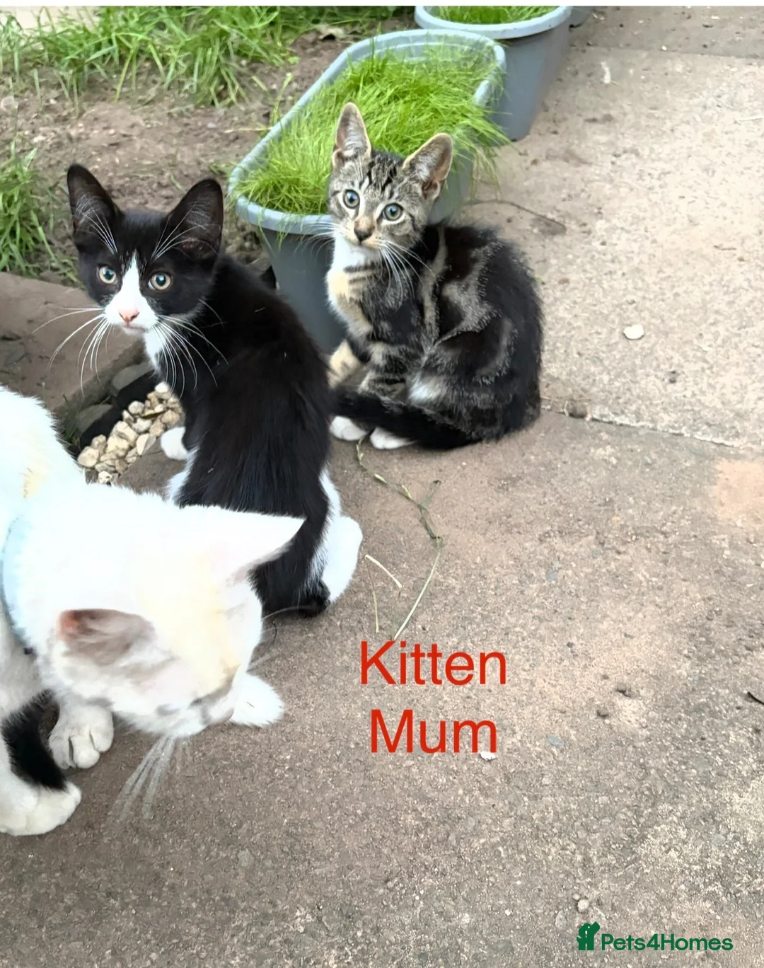 Mixed Breed cats for sale: Last kitten boy looking for a forever family  - Advert 1