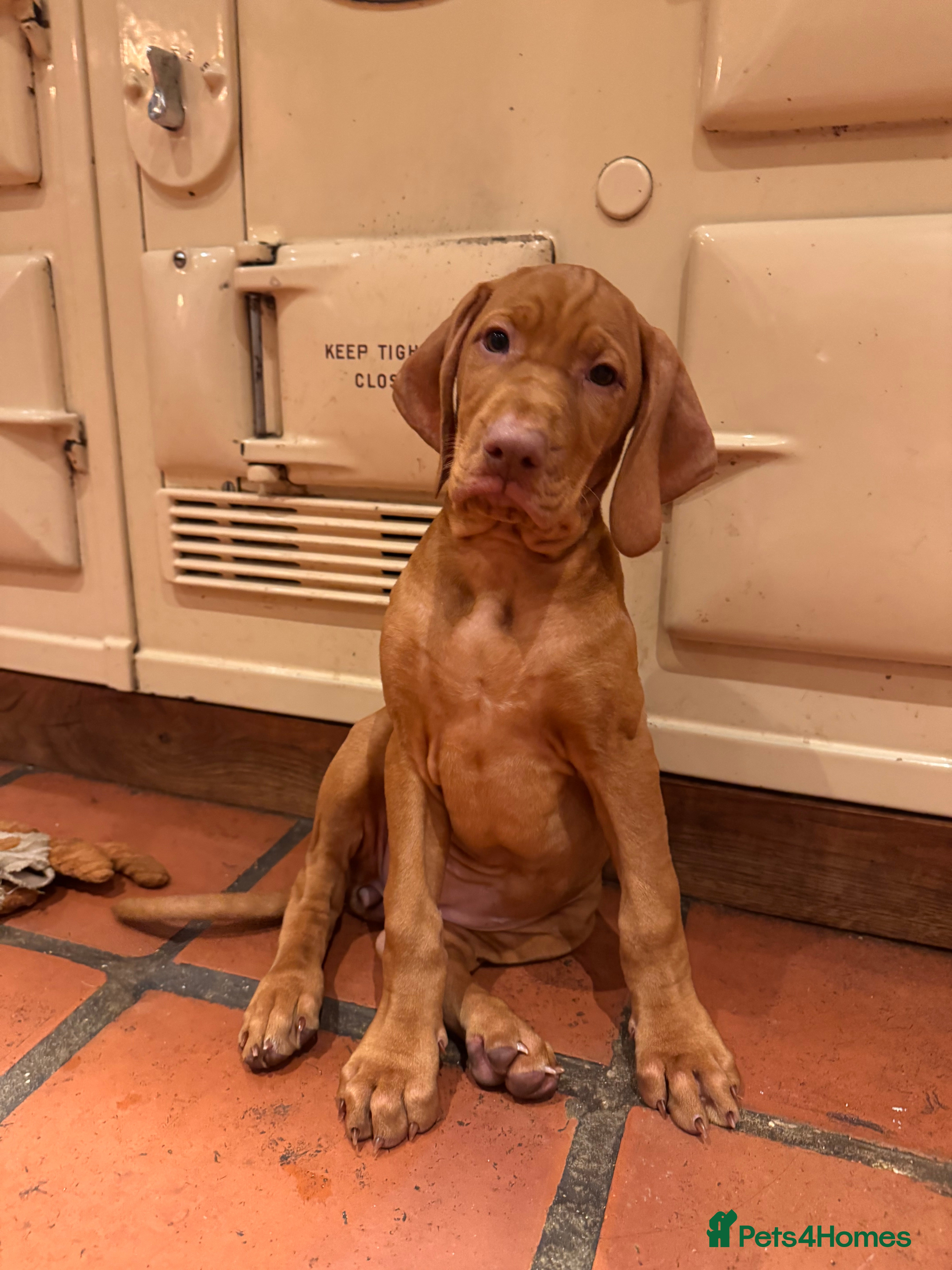 Hungarian Vizsla dogs Hungarian Vizsla  - Advert 2