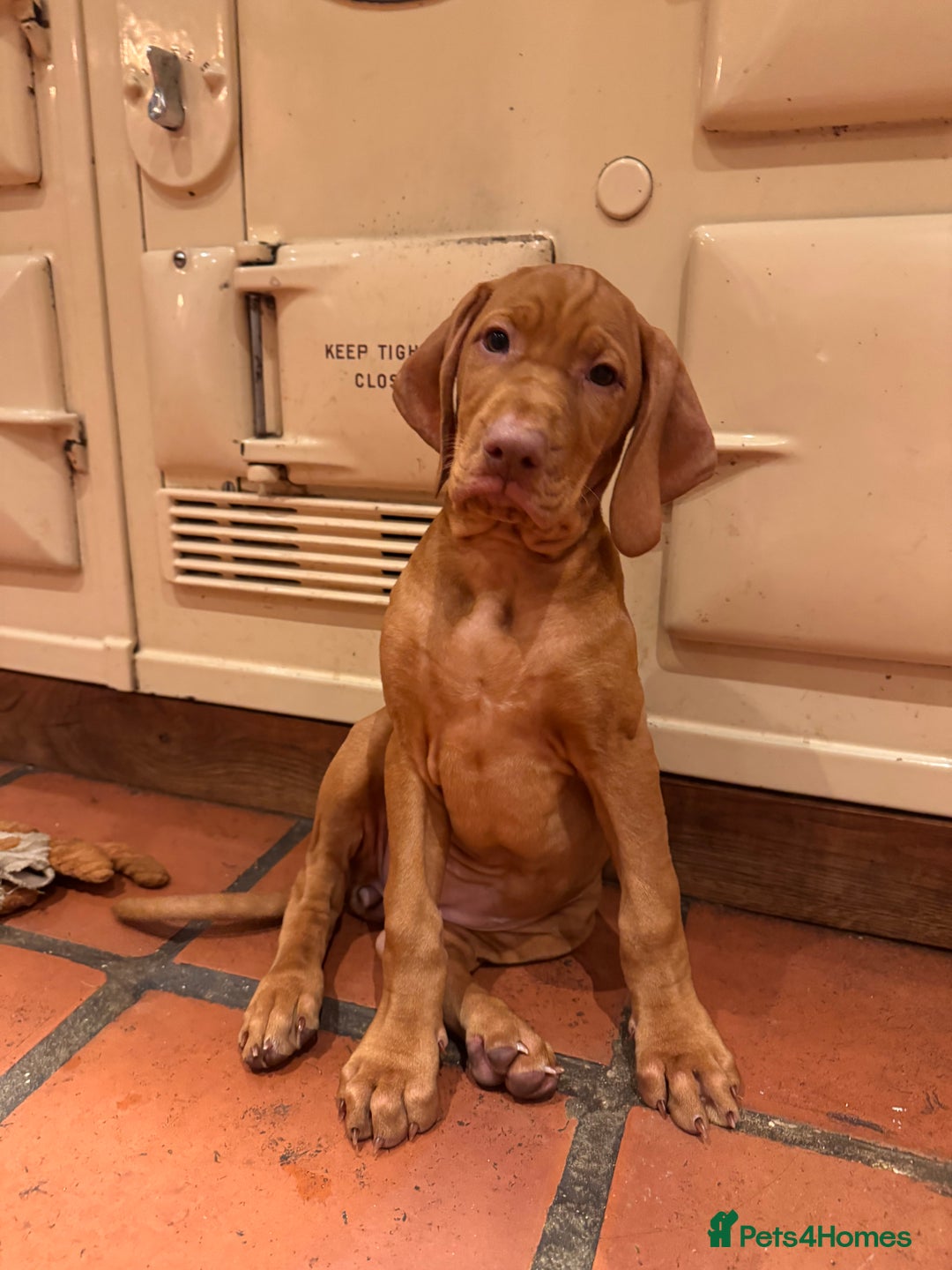 Hungarian Vizsla dogs for sale: Hungarian Vizsla  - Advert 1