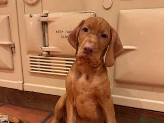 Hungarian Vizsla dogs Hungarian Vizsla - Advert 2