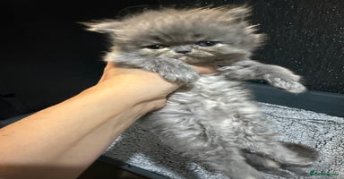 Persian cats - Advert 9