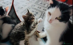 Domestic Shorthair cats for sale:  Beautiful litter mixed colours  - Image 3