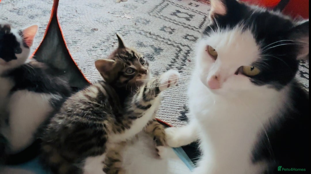 Domestic Shorthair cats for sale:  Beautiful litter mixed colours  - Image 3