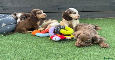 Cocker Spaniel dogs - Advert 10