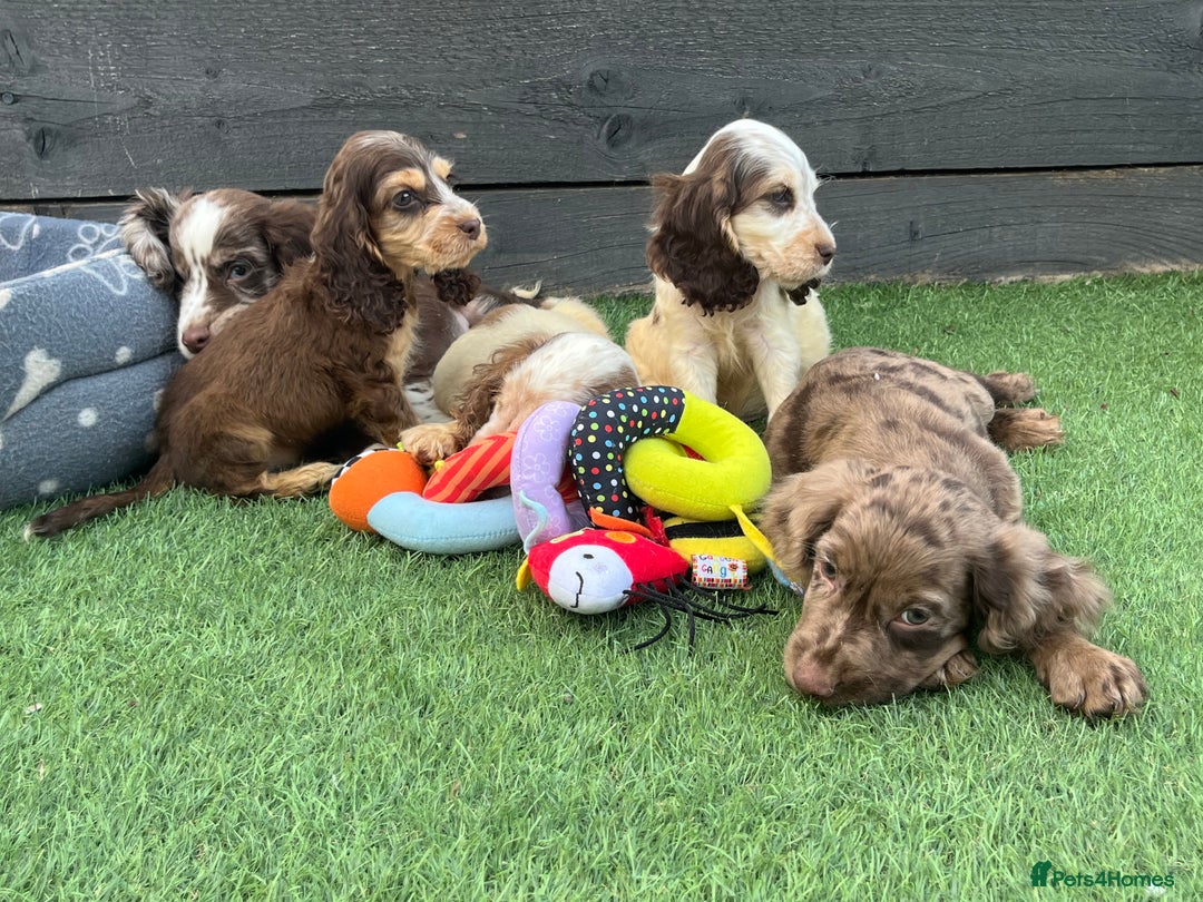 Cocker Spaniel dogs for sale: ❤️Gorgeous, Happy, Healthy, Spaniel babies 💙 - Image 1