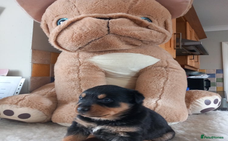 Rottweiler dogs - Advert 1