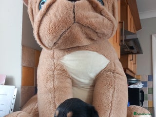 Rottweiler dogs Chunky rottweiler pups - Advert 1