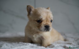 French Bulldog dogs for sale: Exceptional Fluffy French Bulldog Puppies - Image 33