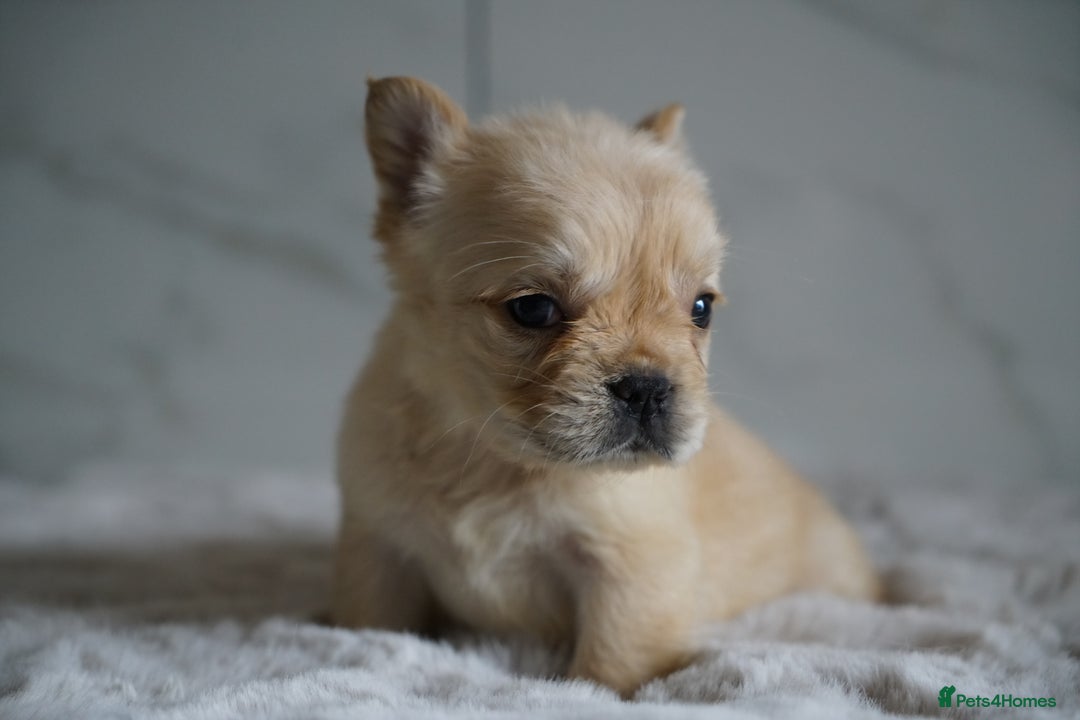 French Bulldog dogs for sale: Exceptional Fluffy French Bulldog Puppies - Image 33