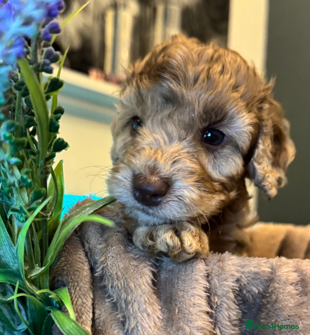 Cockapoo dogs for sale: Miniature Cockapoo Multi Generation  in Darwen - Image 17