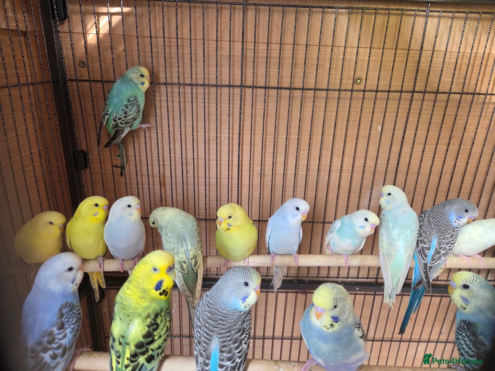 Budgerigars birds Budgie - Advert 6