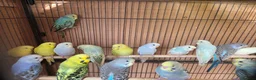 Budgerigars birds for sale: Budgie - Advert 1