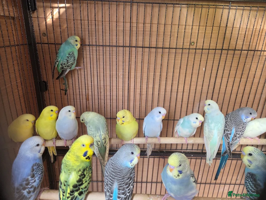 Budgerigars birds for sale: Budgie - Advert 1