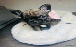 French Bulldog dogs for sale: Lilac French Buldog - Image 4