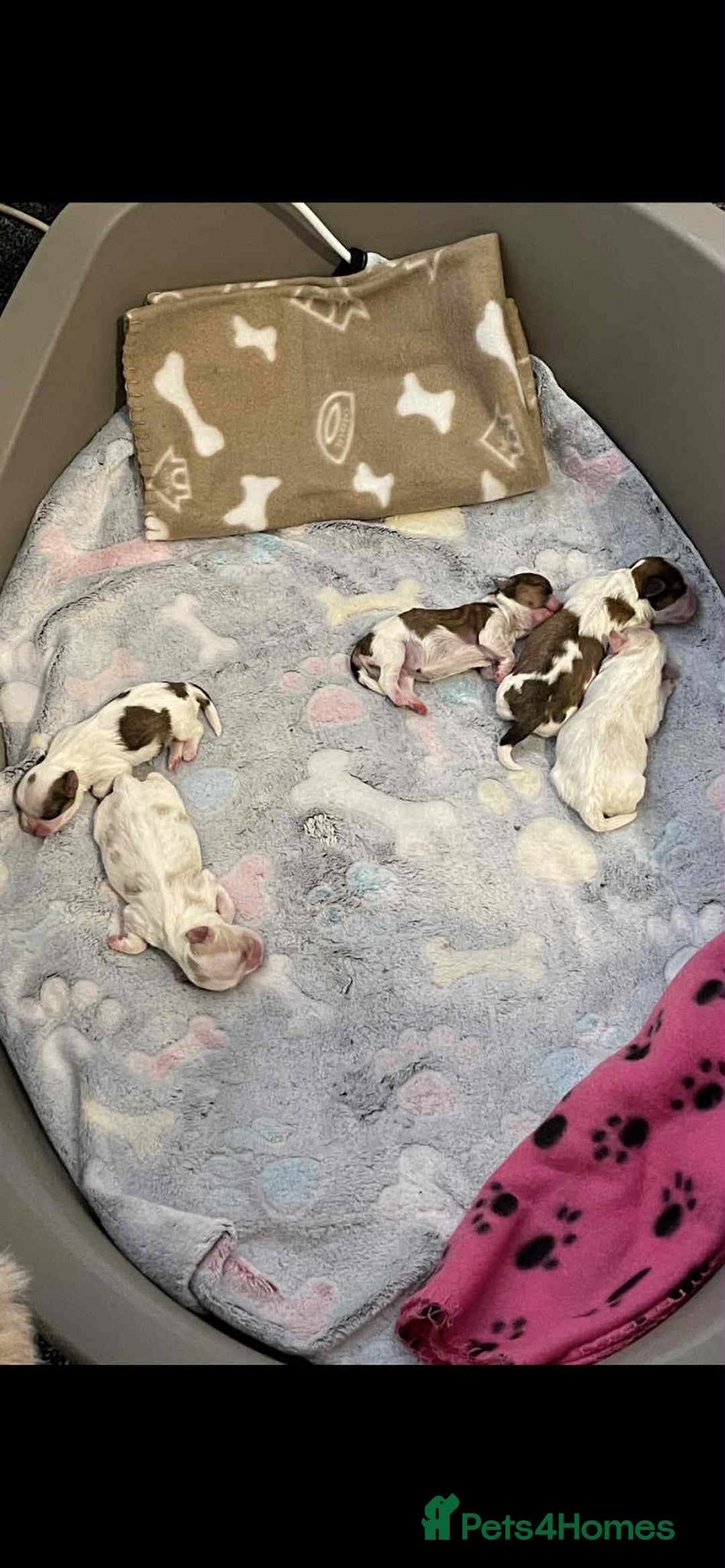 Shih Tzu dogs for sale: Five Adorable Puppies Looking for Loving Families - Image 8