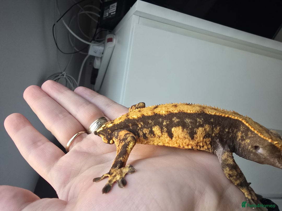 Gecko reptiles for sale: Male Cappuccino crested gecko - Advert 7