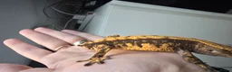 Gecko reptiles for sale: Male Cappuccino crested gecko - Advert 7