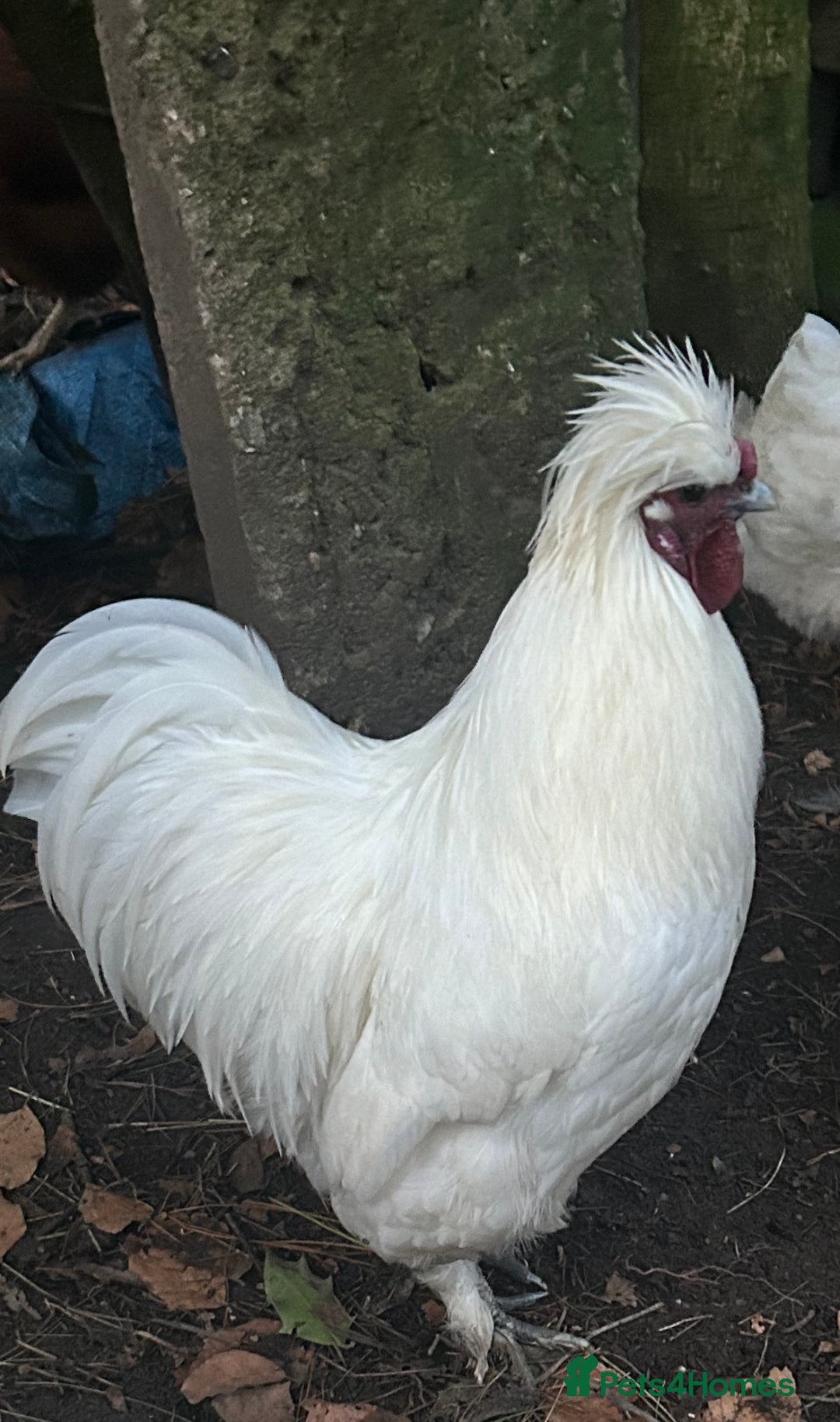 Chickens poultry for sale: Pure white silky male- proven breeder.  - Advert 1