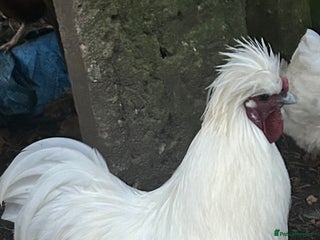 Chickens poultry Pure white silky male- proven breeder. - Advert 12