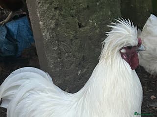Chickens poultry Pure white silky male- proven breeder. - Advert 8