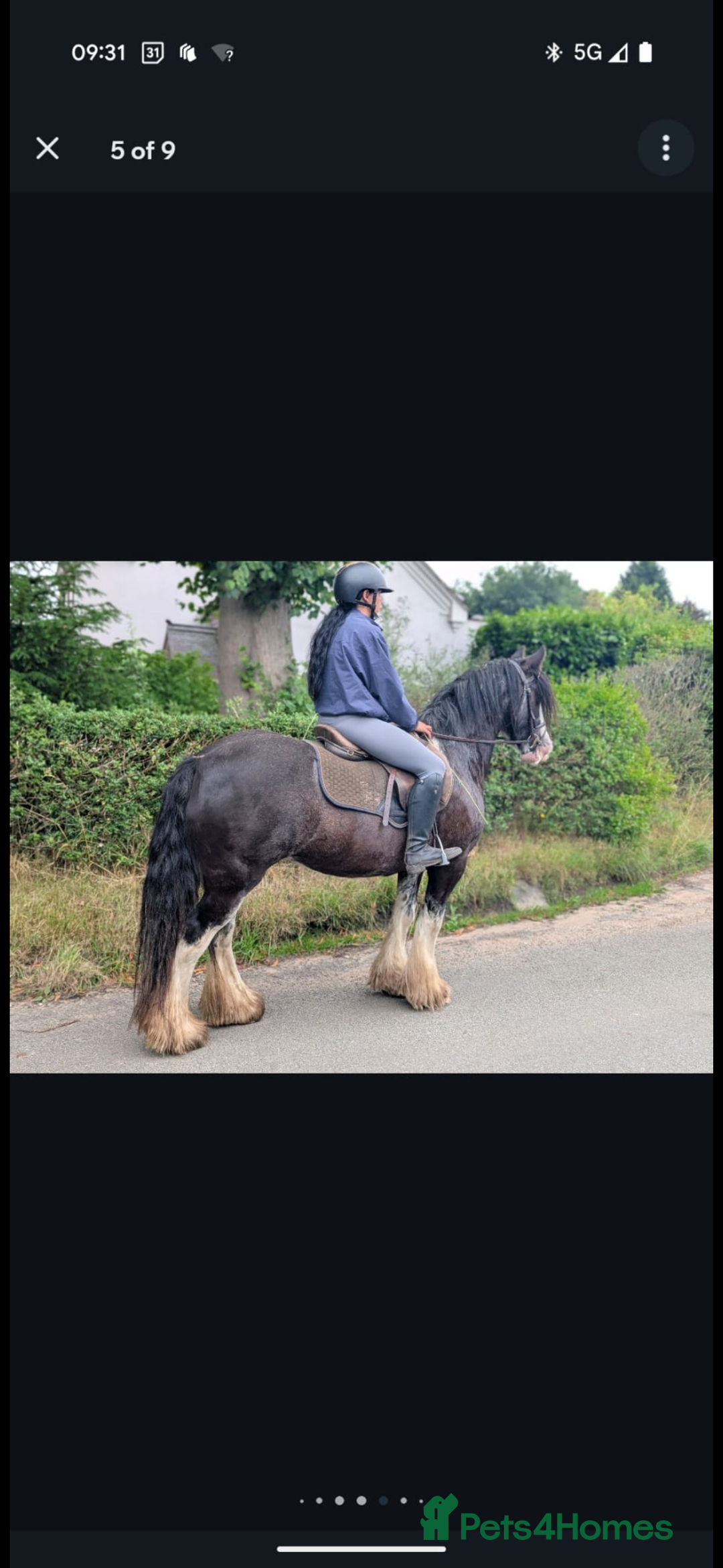 Irish Cob horses for sale: Heavy Blangdon traditional cob mare  - Advert 7