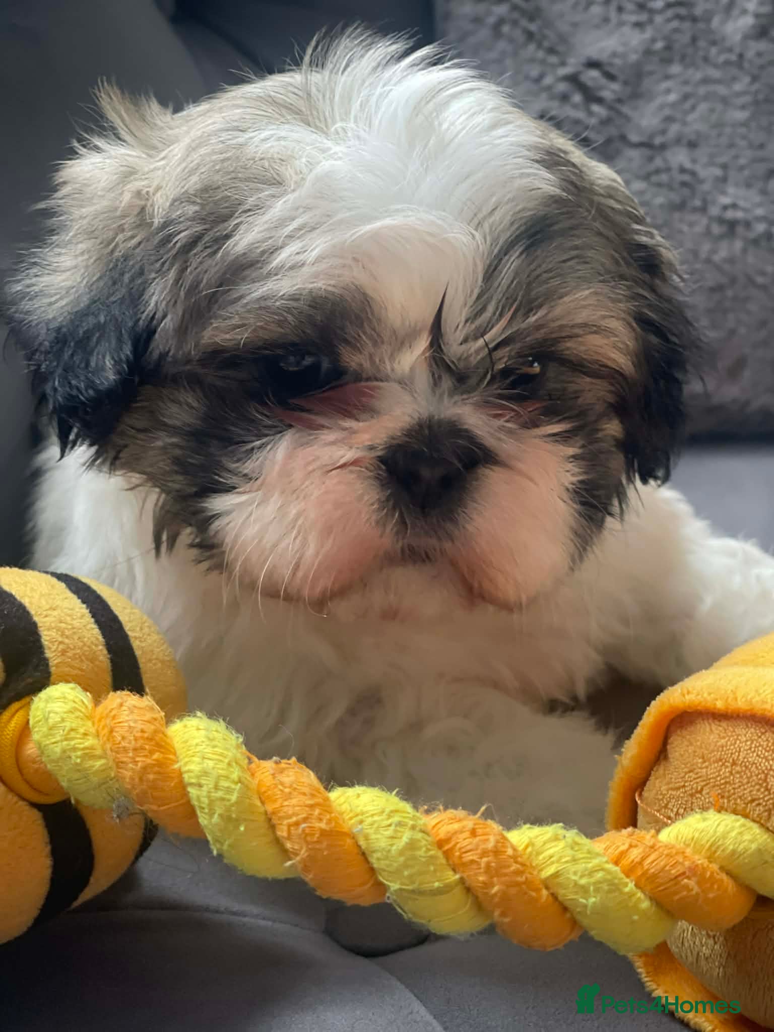 Shih Tzu dogs Shih tzu - Advert 4