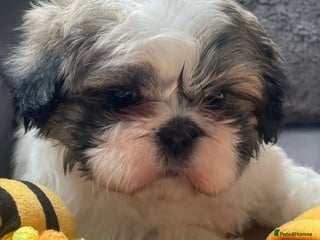 Shih Tzu dogs Shih tzu - Advert 5