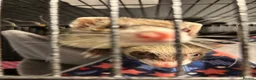 Ferret rodents for sale: 2 female ferrets for sale  in Brighton - Advert 5
