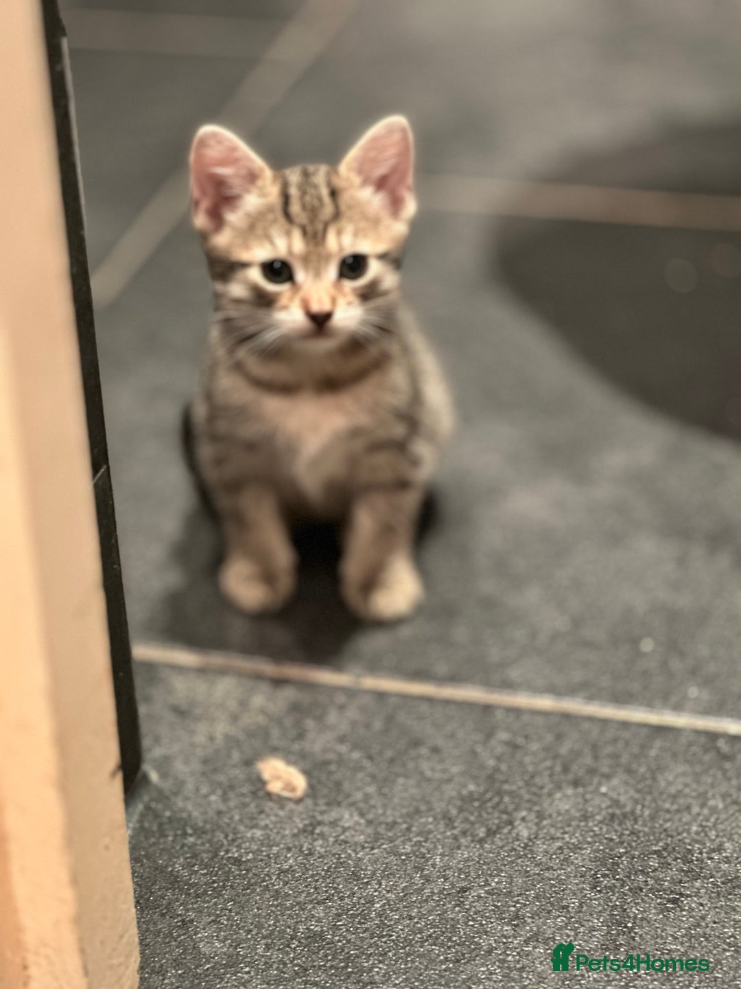 Mixed Breed cats for sale: Placid Tabby Girls  - Image 5