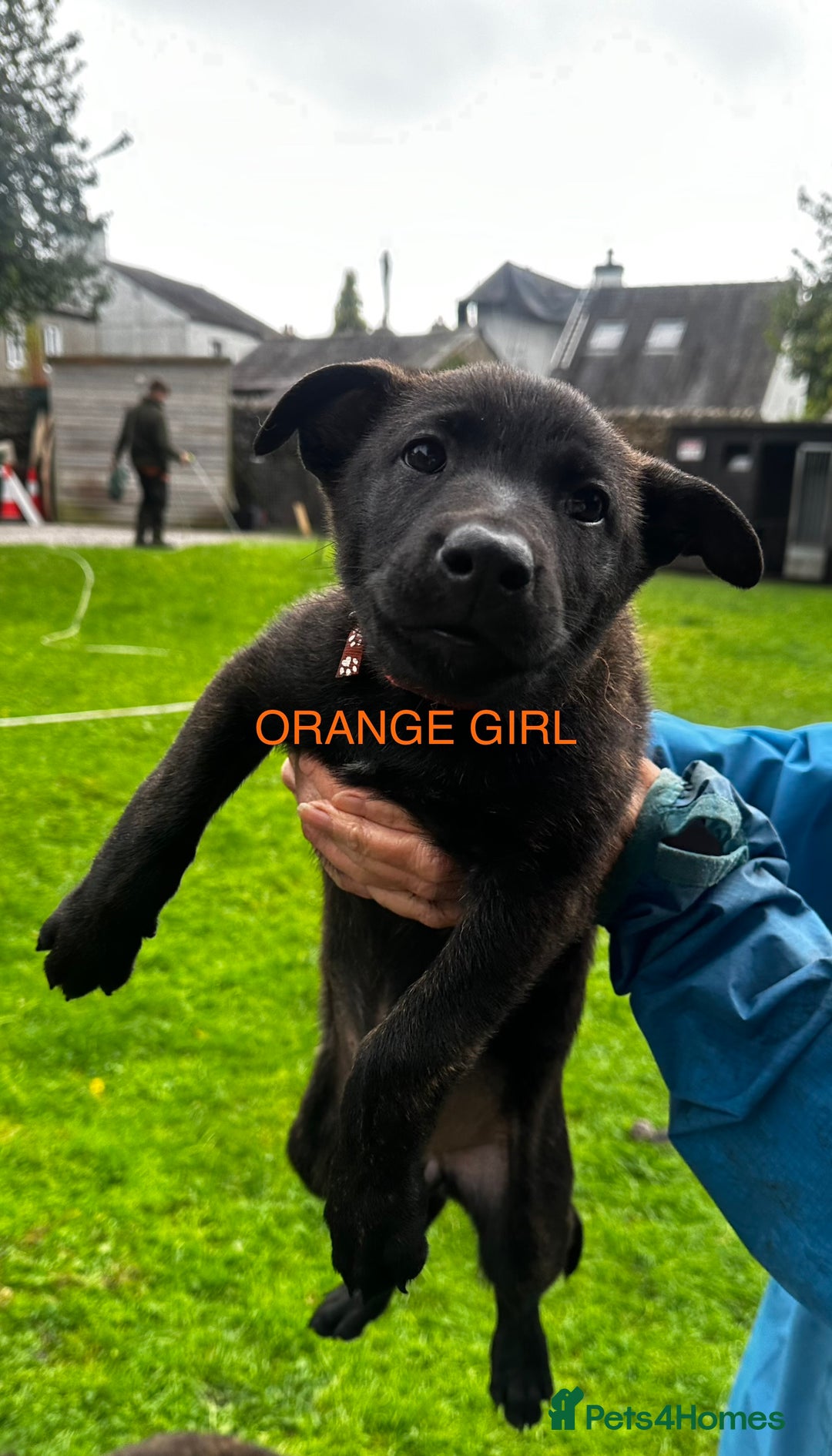 Mixed Breed dogs for sale: Dutch/Belgian malinois   - Image 9