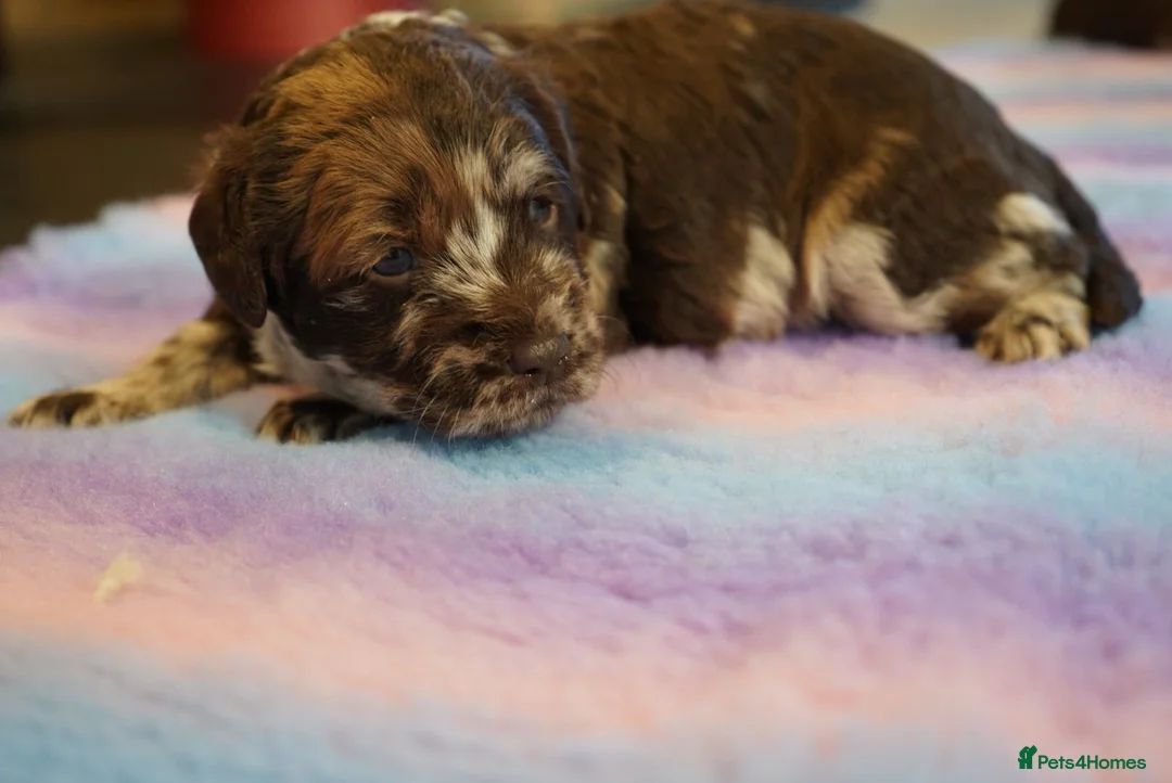 Labradoodle dogs for sale: Chocolate & chocolate Merle Labradoodles 🐾🐾🐾 - Advert 12