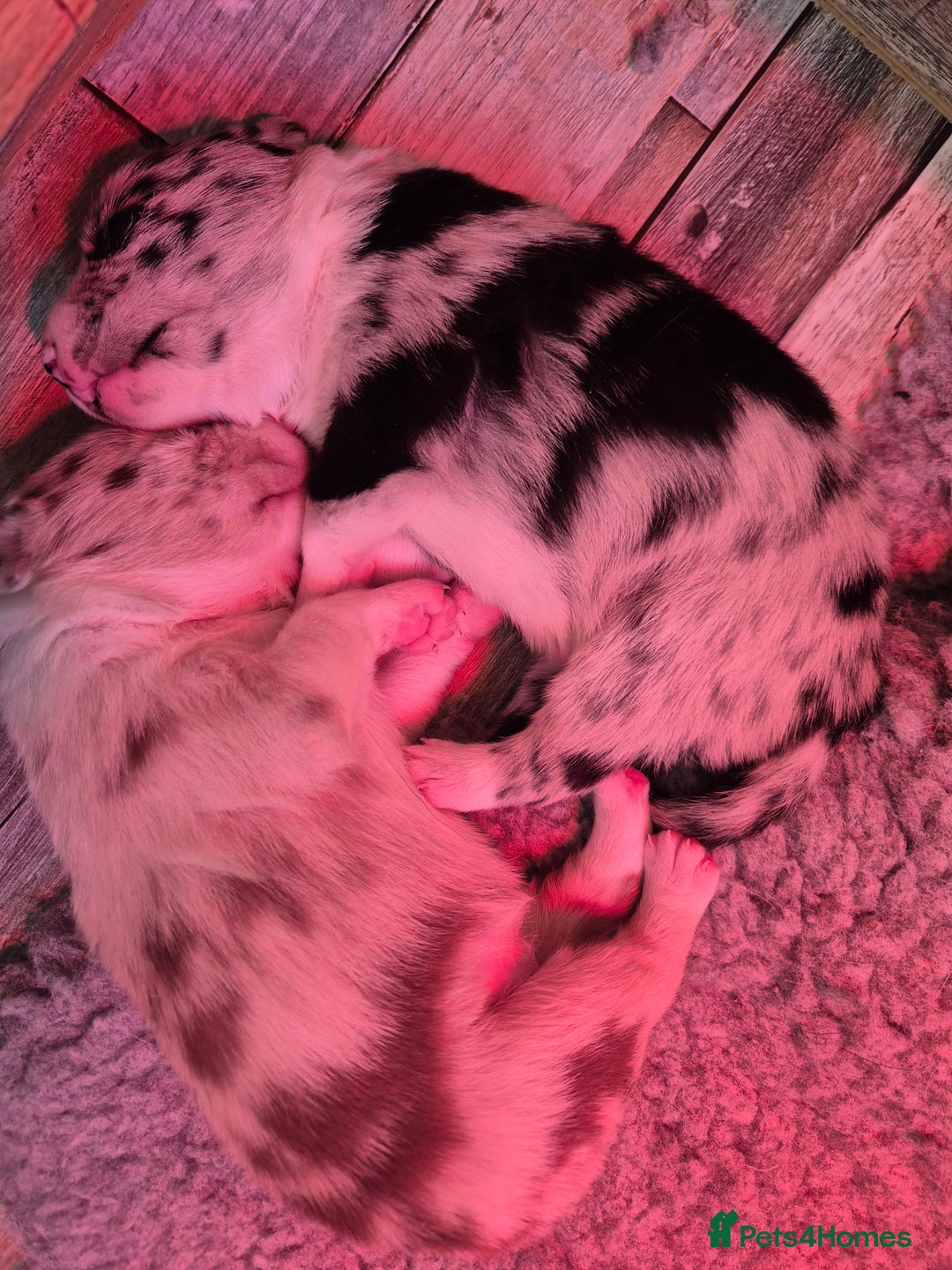 Border Collie dogs for sale: Border collie blue merle puppies  - Advert 10