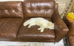 Turkish Angora cats for sale: FREE! Turkish Angora Cat Looking for a New Home  - Image 6