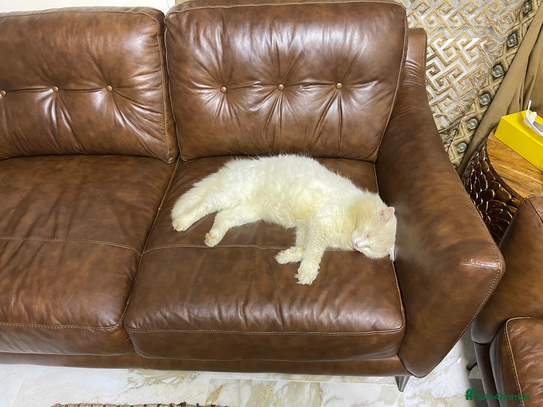 Turkish Angora cats for sale: FREE! Turkish Angora Cat Looking for a New Home  - Image 6
