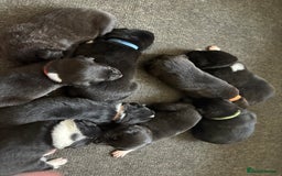 Mixed Breed dogs for sale: Females pups, rehoming ASAP - Image 8