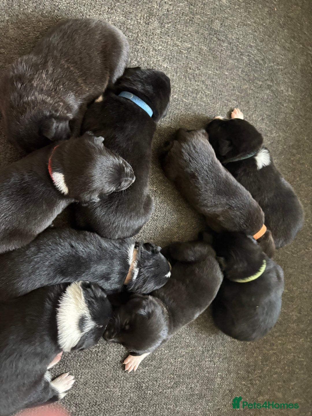 Mixed Breed dogs for sale: Females pups, rehoming ASAP - Image 8