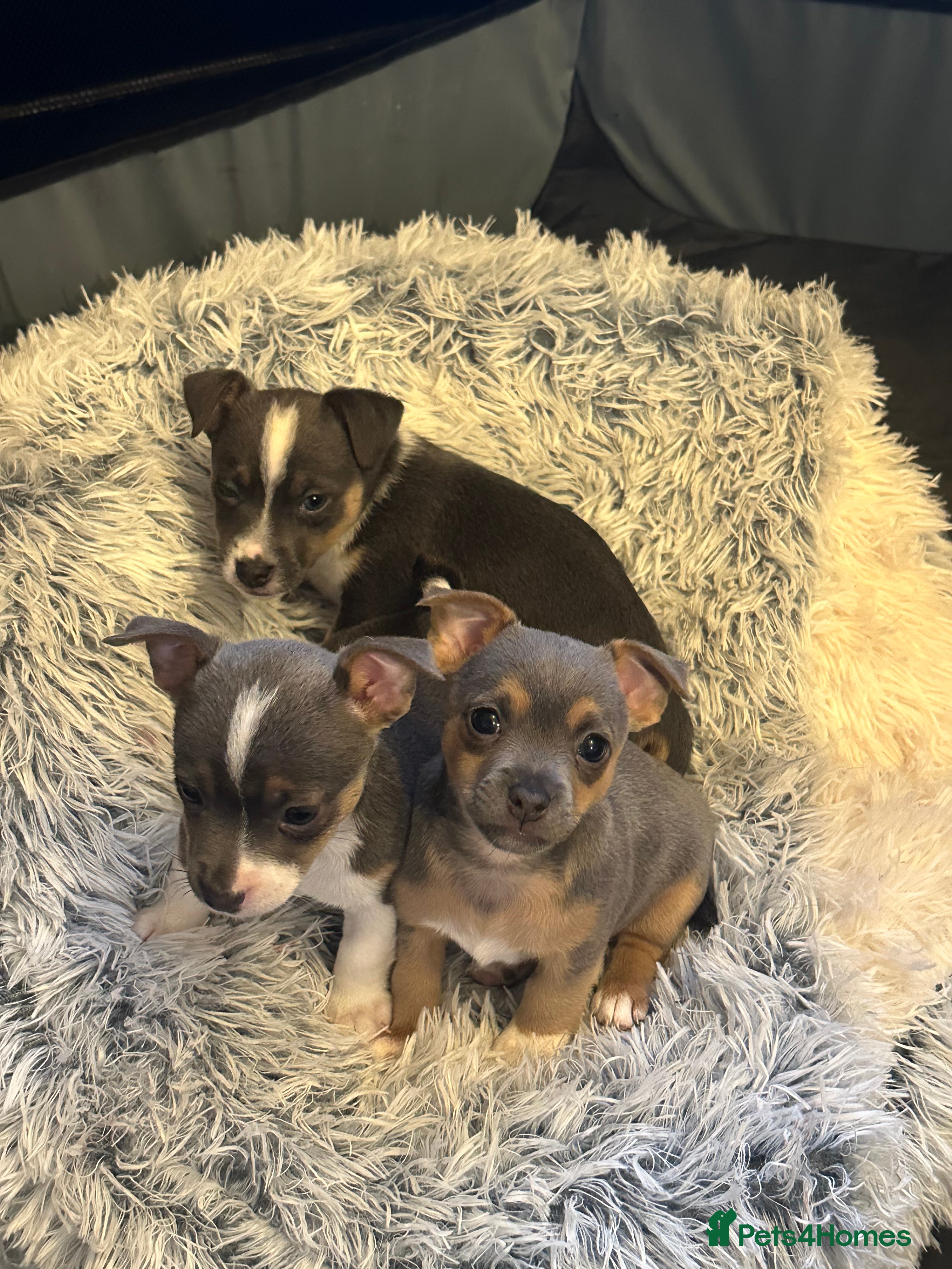 Jack Russell dogs Miniature miniature Jack Russel Puppies - Advert 1