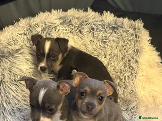 Jack Russell dogs Miniature miniature Jack Russel Puppies - Advert 4