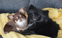 Pomeranian dogs for sale: Beautiful mix of Russian/Chi Tien Pomeranian Pups - Image 12